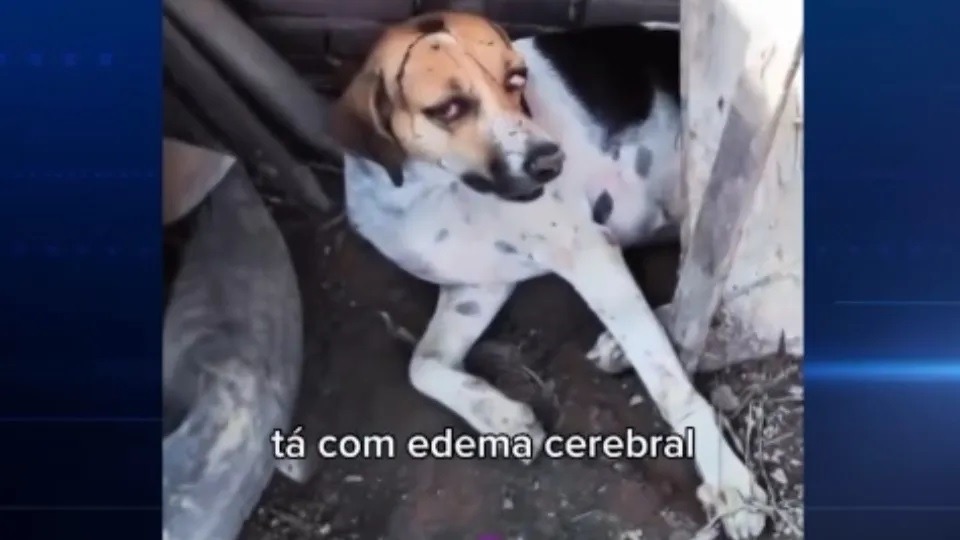 Imagem de Capa